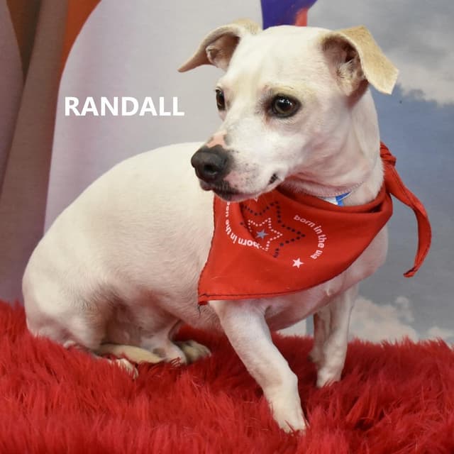 Randall media 2