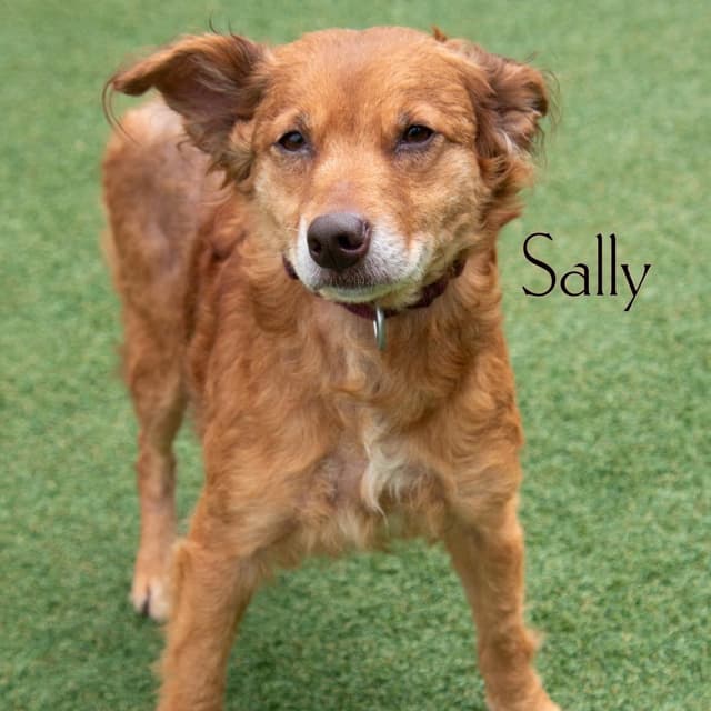 Sally media 3