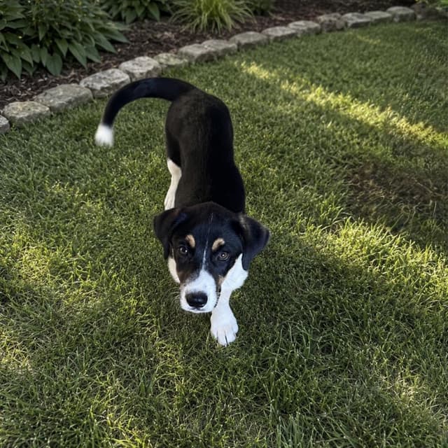 Marley (sponsored 100.00 adoption fee) media 5