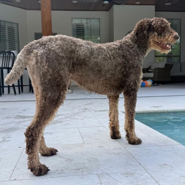 Huck (Benefactor Dog) media 3
