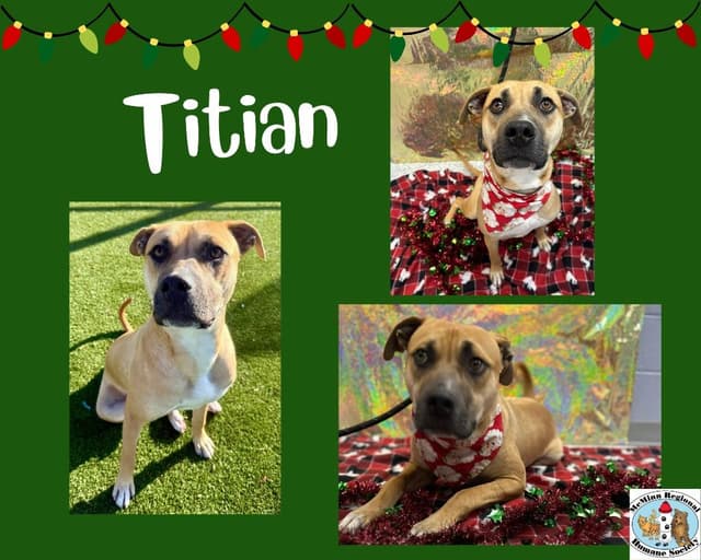 Titan media 4