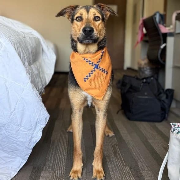 Goose McGraw Wingman Best Boy media 2