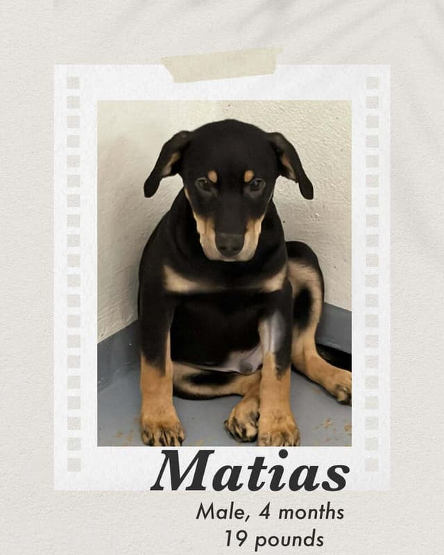 Matias media 2