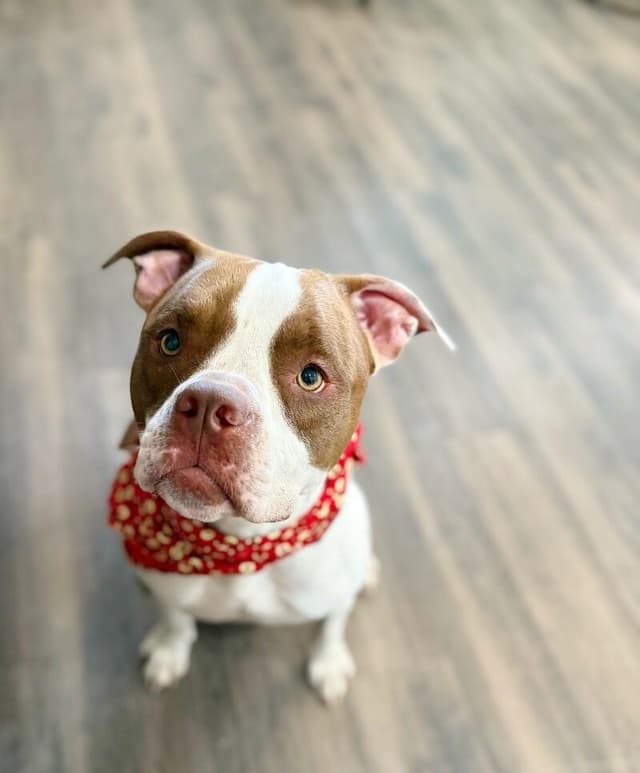 Lucy Love with the Irresistible Snuggles media 5