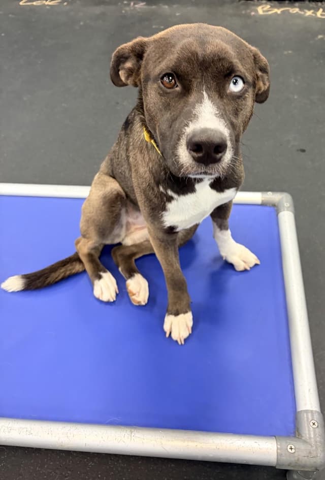 Bella Beans-Dogtopia media 3