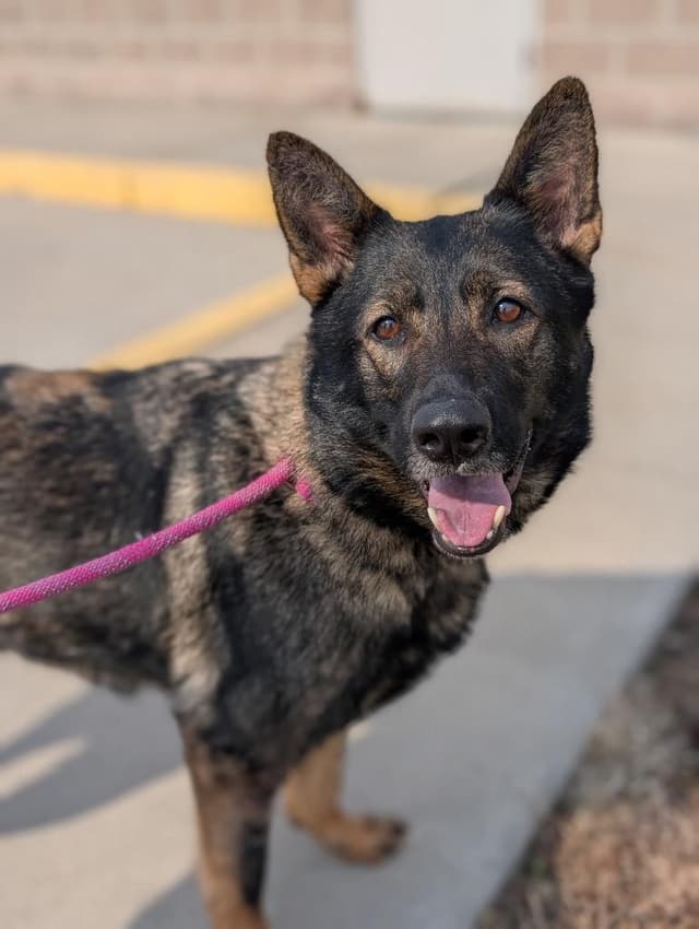 Amity - PENDING ADOPTION media 3