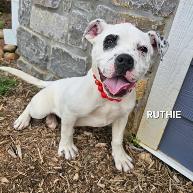 Ruthie media 3