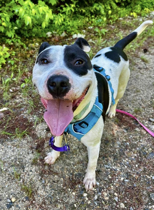 Maizie "HERE IN NH" media 4