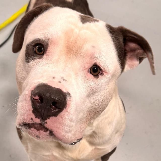 Lunk ~ FOSTER OR ADOPT! media 2