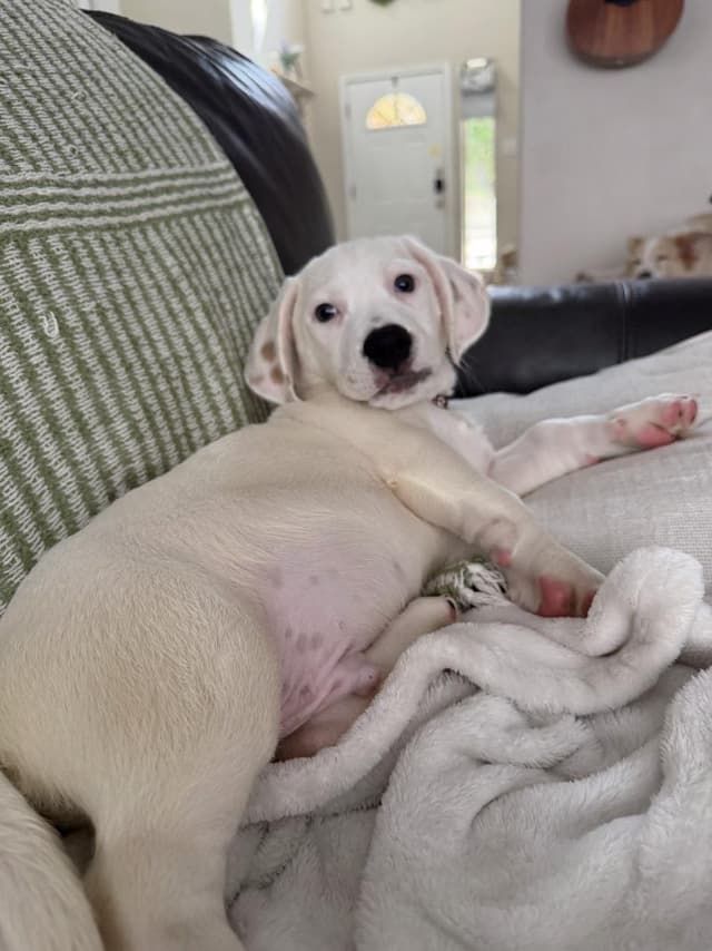 Niblet Pound Puppy media 3