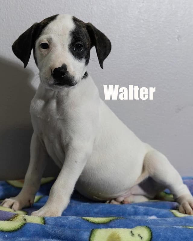 Walter media 3