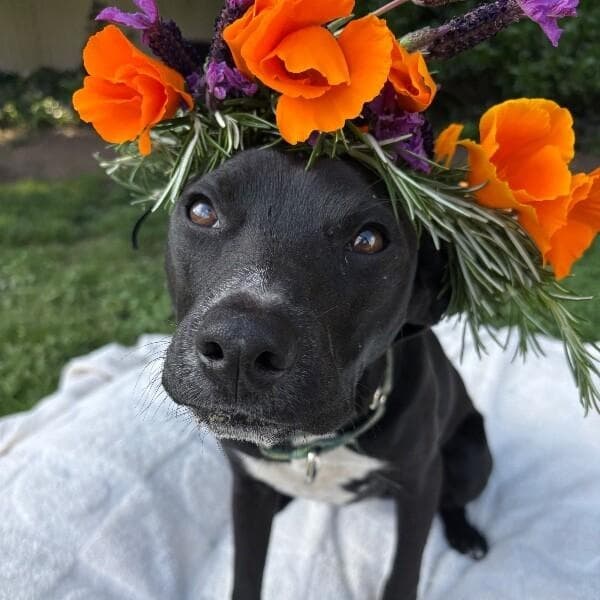 Poppy Flower the MINI LAB media 5