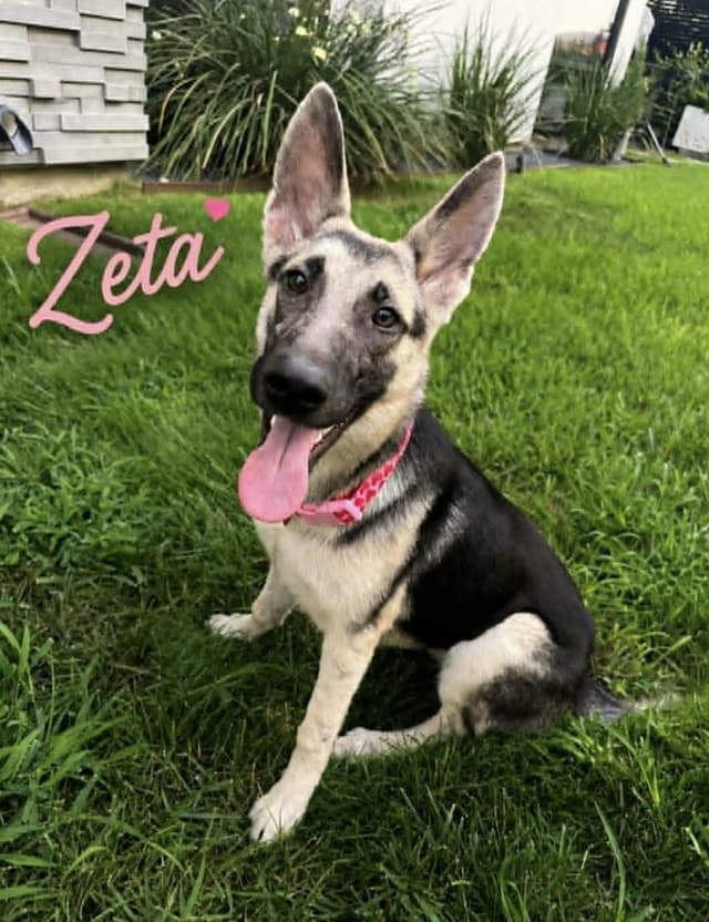 Zeta media 4