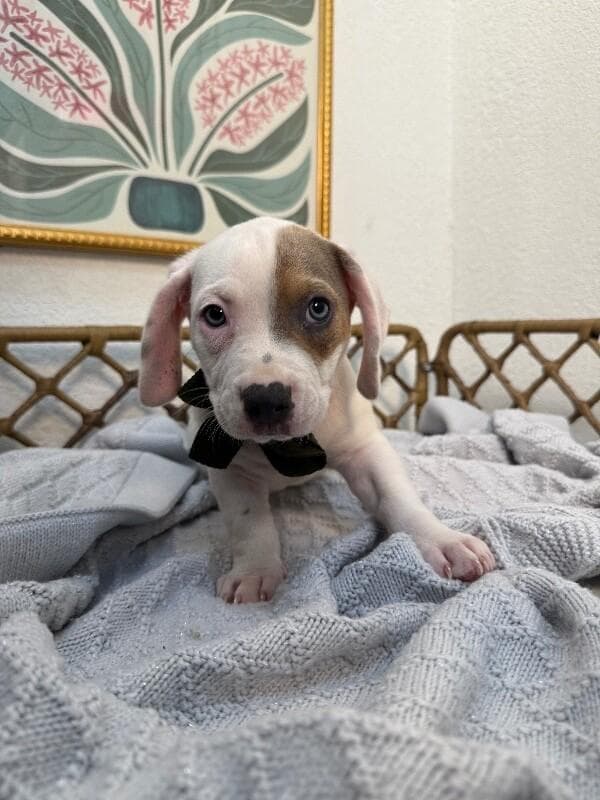 Patch Pound Puppy media 2