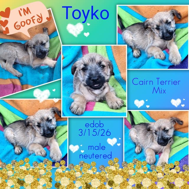 Toyko WV14423-T media 3