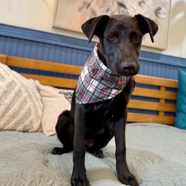 Chevy Teddy Your Snuggly Best Friend media 5