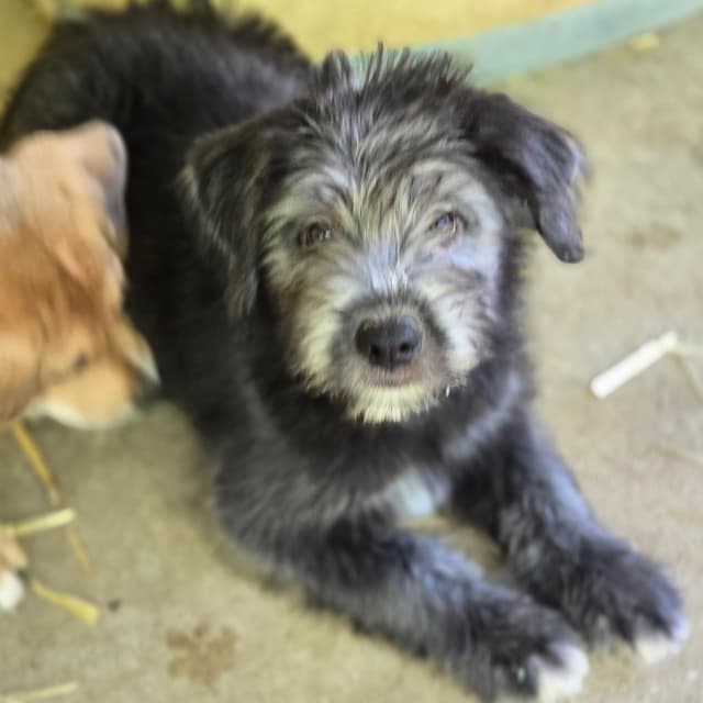 Paulie (P Litter) media 5