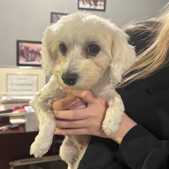 Buffy *My Adoption is Pending!* media 3