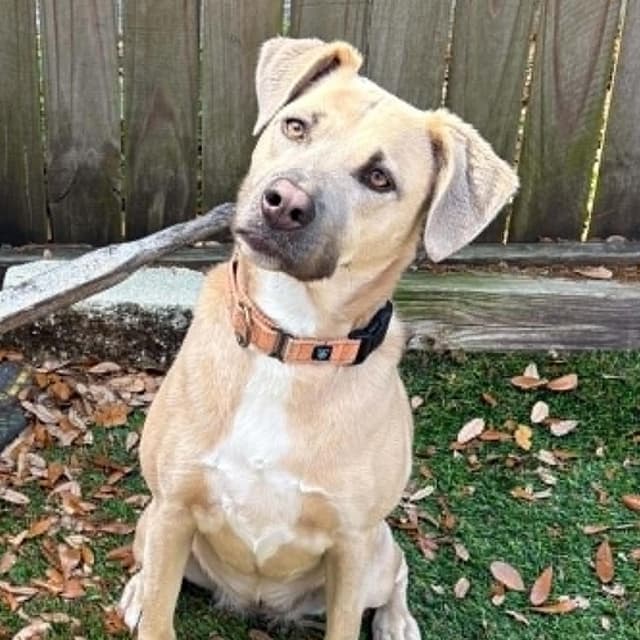 IRIS - Needs a foster or adopter media 6