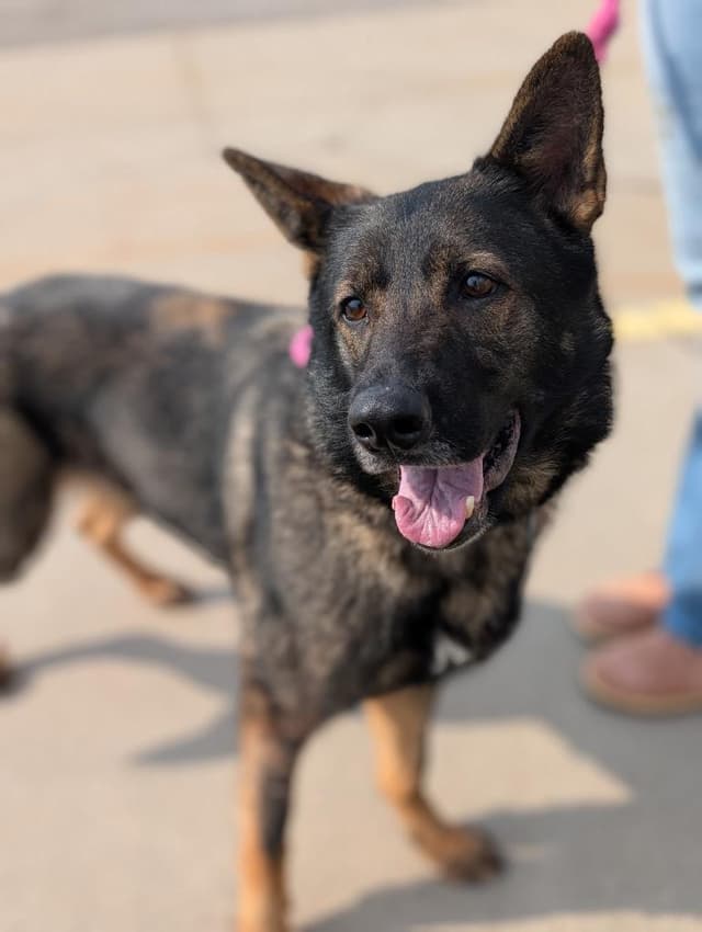 Amity - PENDING ADOPTION media 4