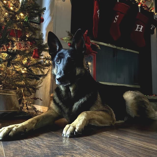 Titan (Benefactor Dog) media 5