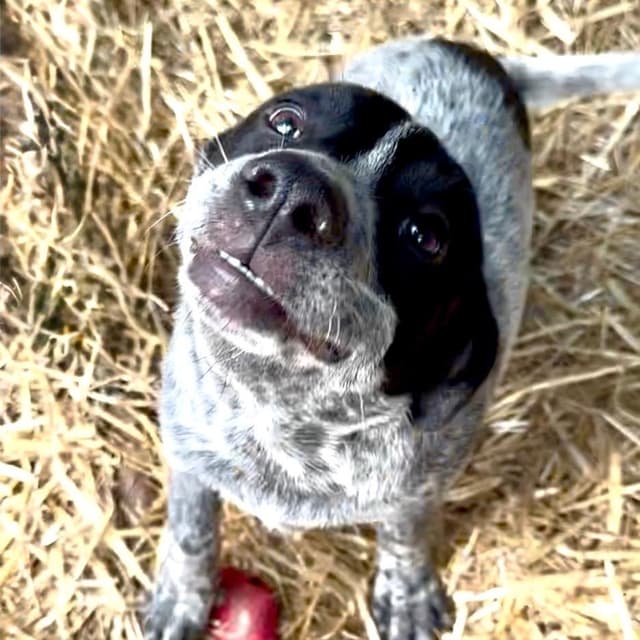 Bink (100 total adoption fee) media 2
