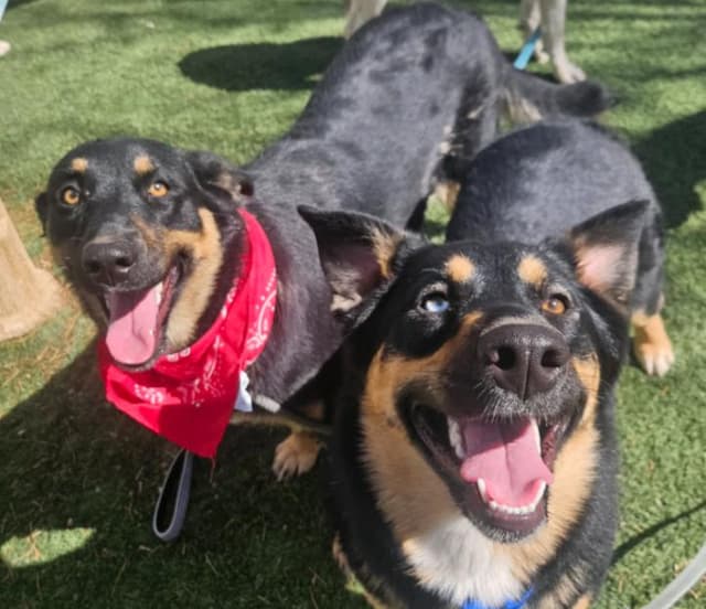 Tamera Honey The Sweetest Family Dog media 4