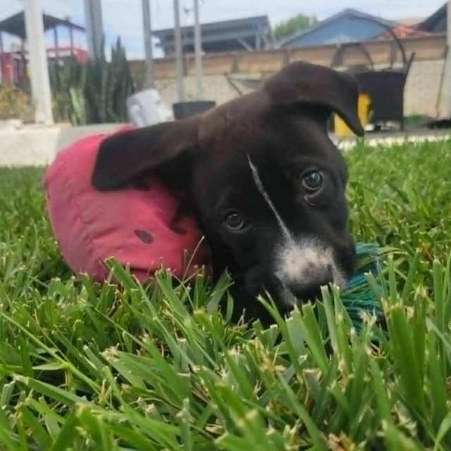 Baloo (C000-248) - Chino Hills Location *Available 7/3* media 2