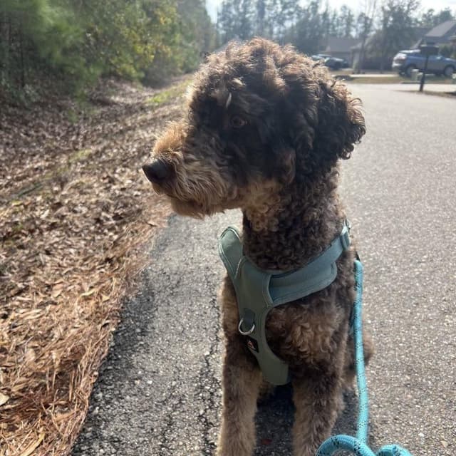 Huck (Benefactor Dog) media 2