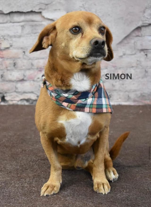 Simon media 3
