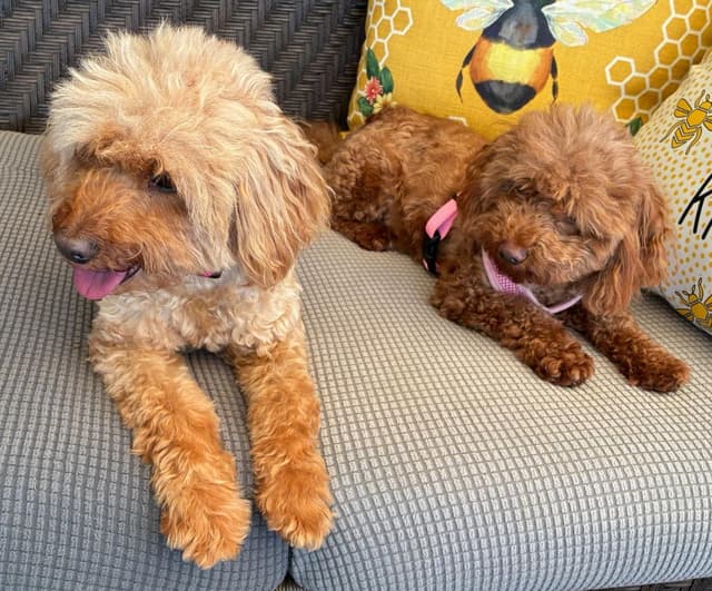 Rosie & Lulu media 2