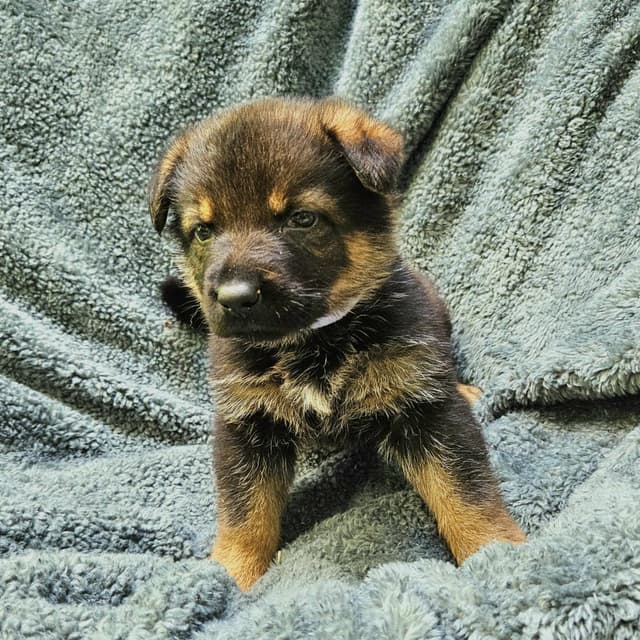 Lilly Pup 2 - Heike media 2
