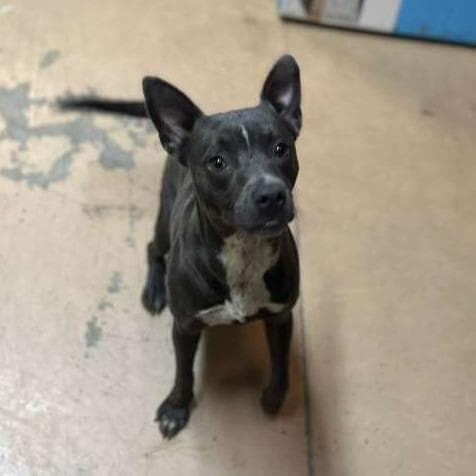 ELM 50 (Lil Blue) (Adoption Sponsored) media 6