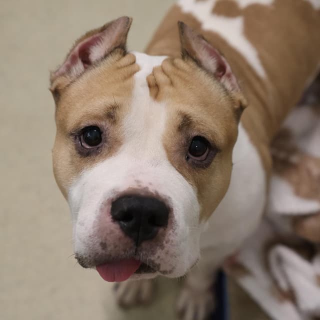 Daffodil *I'm available for foster to adopt* media 2