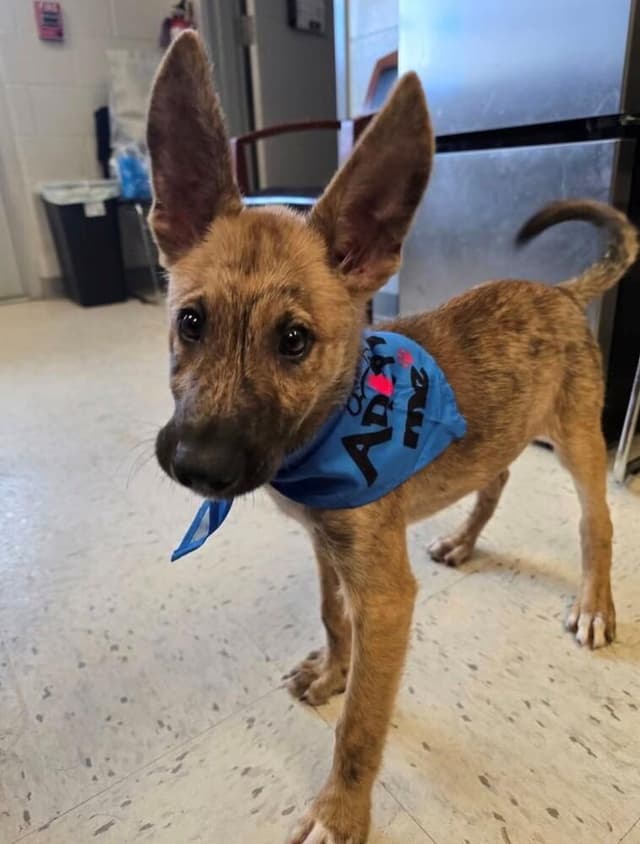 Pippen- Located in Texas media 2