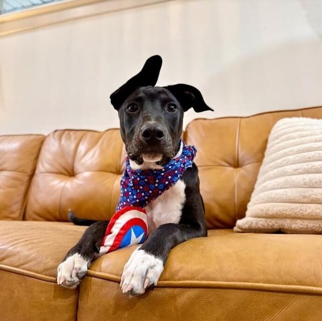 Onyx Baby the Sweet Boy Special media 2