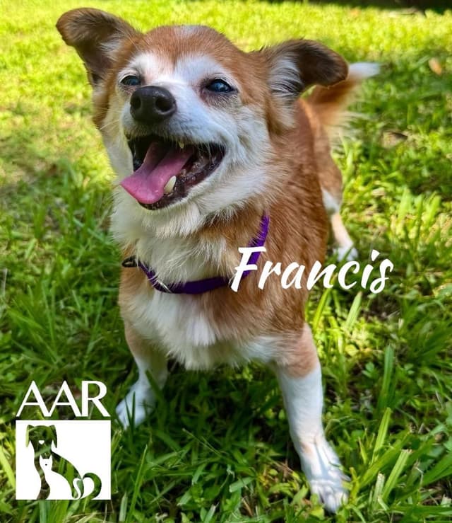 Francis` media 2