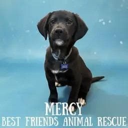 Mercy media 2