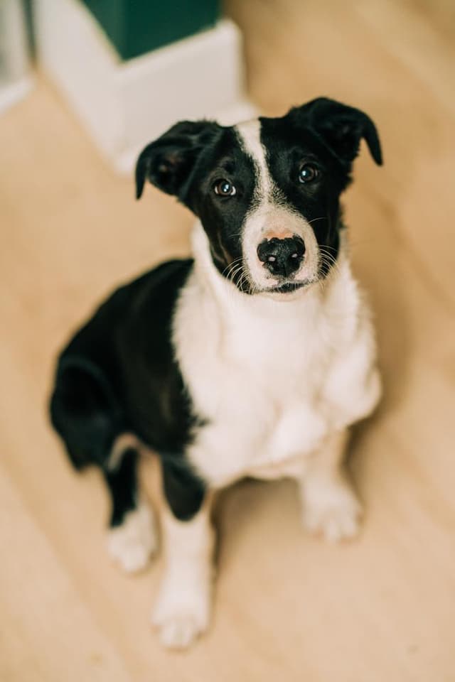 OREO media 2