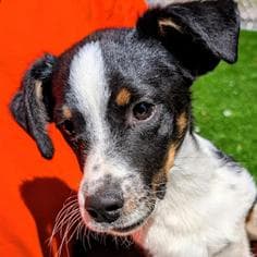 Spunky Pups: Kosmo media 2