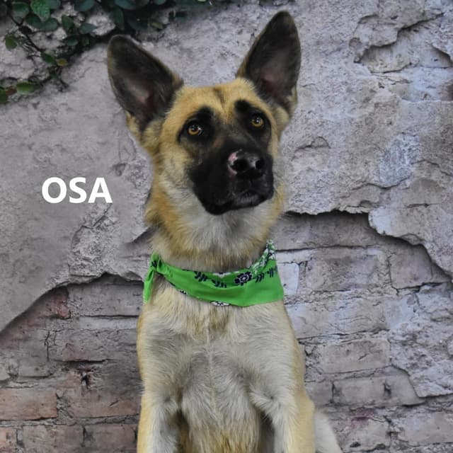 Osa media 3