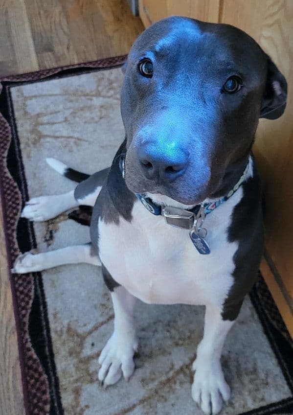 BLUE - Available to meet and greet in WA (BC-115592) media 4