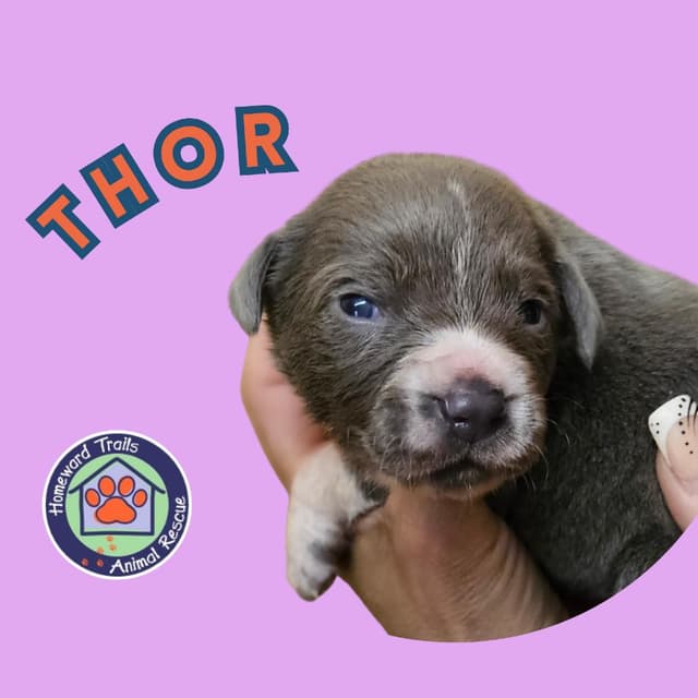 Goldieloxx Pup- Thor media 2