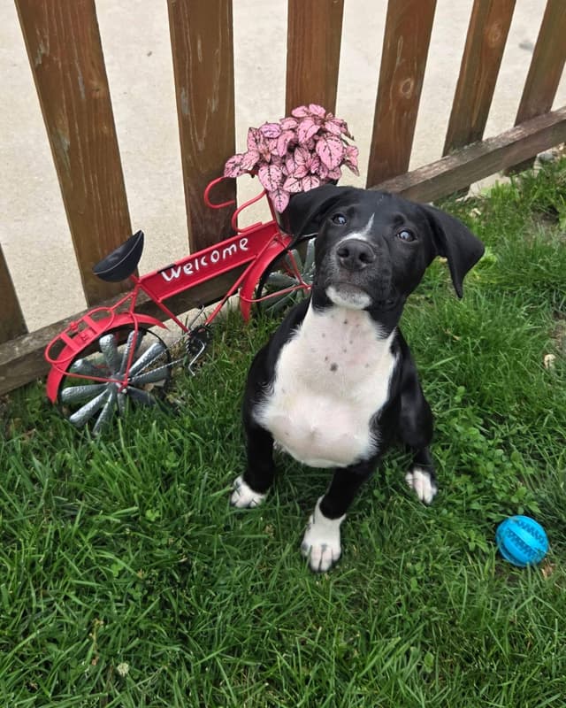 Rocky the Hound Mix Puppy media 4
