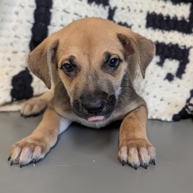 Puppy 8/Dallas media 2