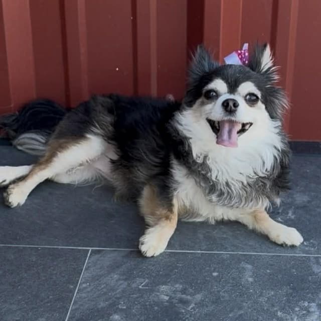 BELLA is 5.5 pounds media 5