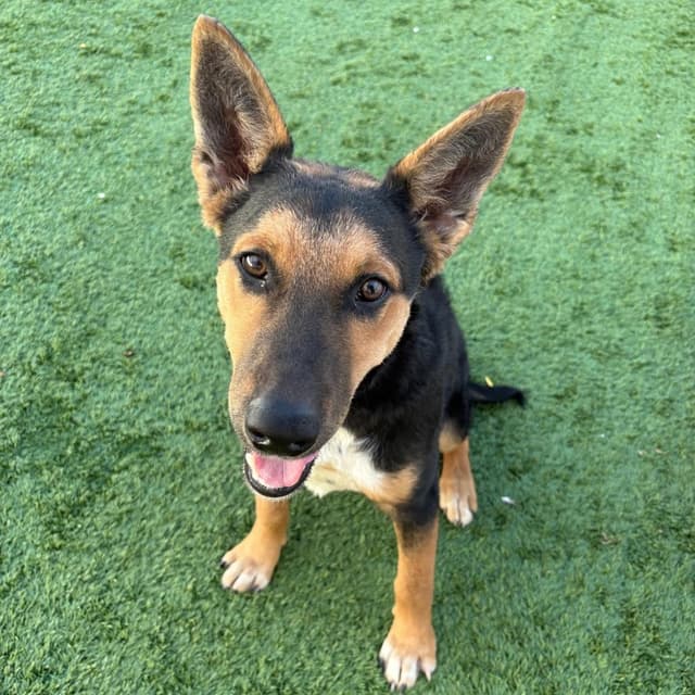 Flynn - Adoption Pending media 4