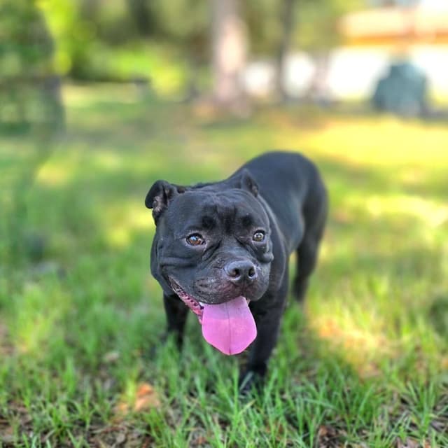 Hooch media 4
