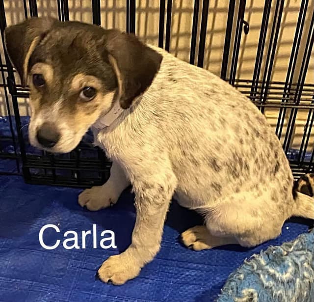 Carla media 2