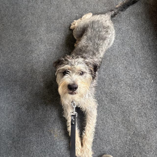 Theo (Benefactor Dog) media 4